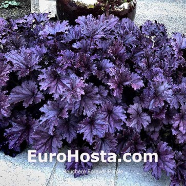 Heuchera Sugar Plum