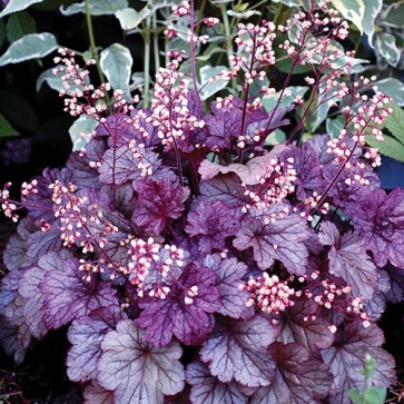 Heuchera Sugar Plum