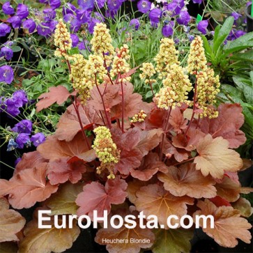 Heuchera Sugar Plum