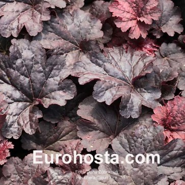 Heuchera Sugar Plum