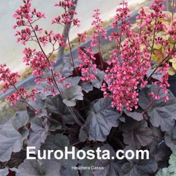 Heuchera Sugar Plum