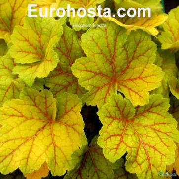 Heuchera Sugar Plum