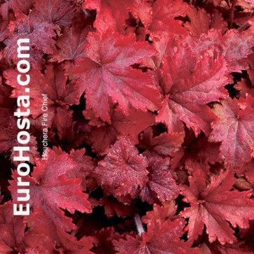 Heuchera Sugar Plum