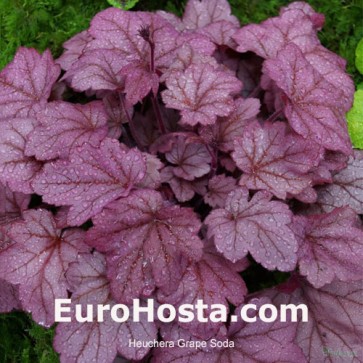 Heuchera Sugar Plum