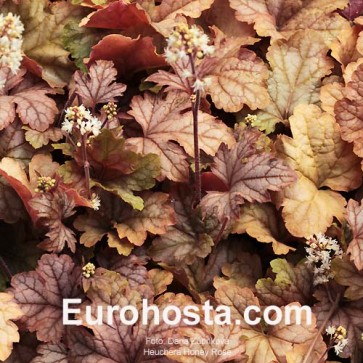 Heuchera Sugar Plum