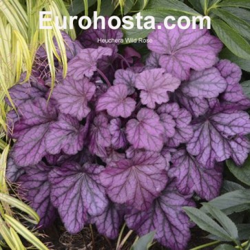 Heuchera Sugar Plum