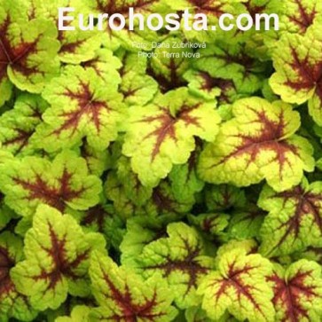 Heuchera Sugar Plum