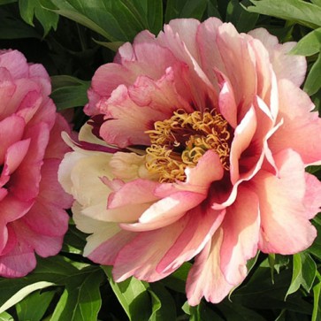 Paeonia Hillary