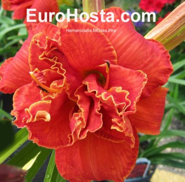 Hemerocallis Moses Fire