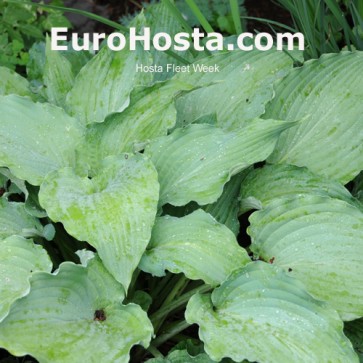 Hosta Fleet Week - Eurohosta