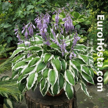 Hosta Ginko Craig