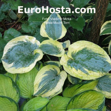 Hosta Mount Tom - Eurohosta