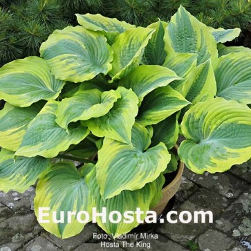 Hosta The King - Eurohosta