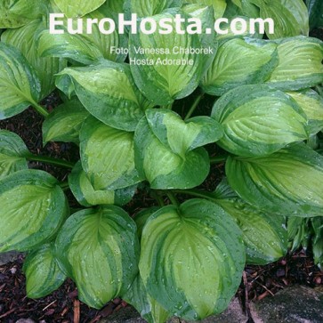 Hosta Plum Pudding