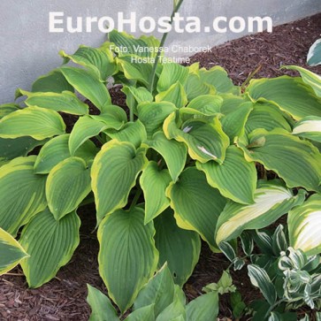 Hosta American Choo Choo - Eurohosta