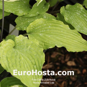 Hosta Plum Pudding