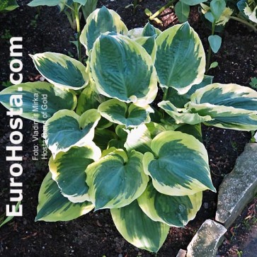 Hosta Band of Gold