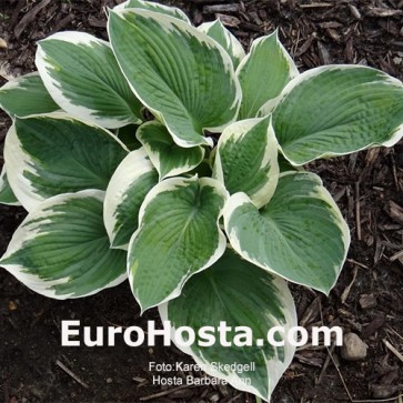 Hosta Ben Vernooij - Eurohosta