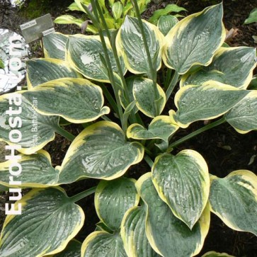 Hosta Plum Pudding