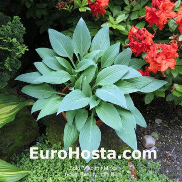 Hosta Beauty Little Blue