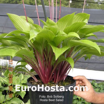 Hosta Plum Pudding