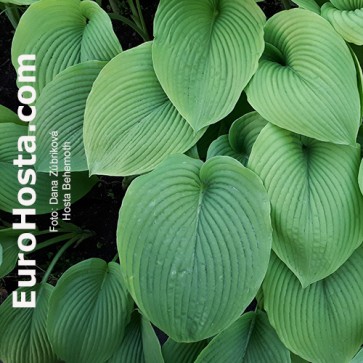 Hosta Behemoth | EUROHOSTA