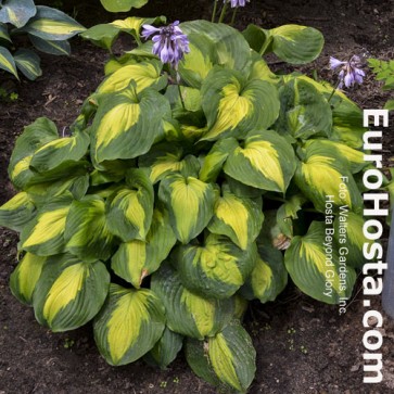 Hosta Plum Pudding