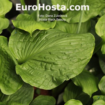 Hosta Ben Vernooij - Eurohosta