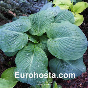 Hosta Blackjack - Eurohosta