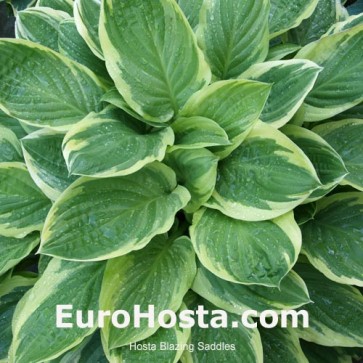 Hosta Plum Pudding