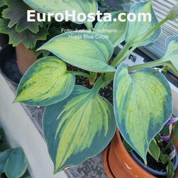 Hosta-Blue-Circle-Eurohosta