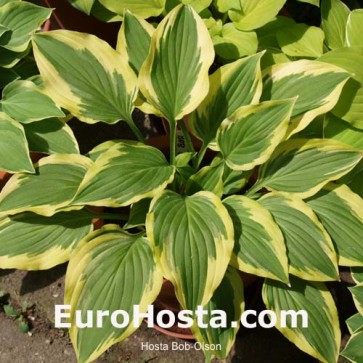 Hosta Plum Pudding