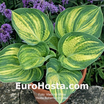 Hosta Ben Vernooij - Eurohosta