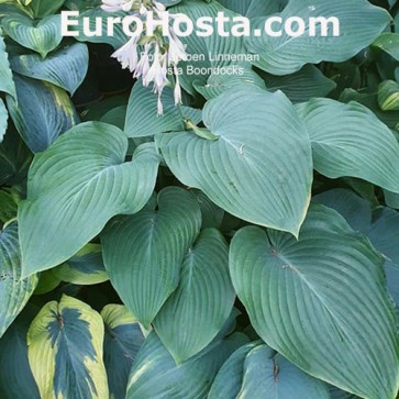 Hosta Boondocks Funkie | EUROHOSTA