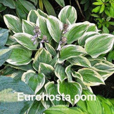 Hosta Plum Pudding