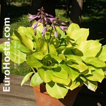 Hosta Plum Pudding