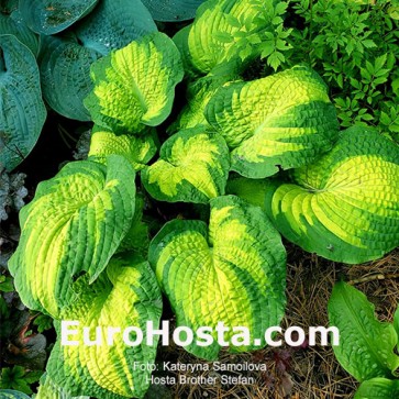 Hosta Brother Stephan