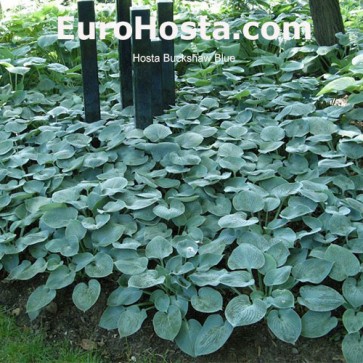 Hosta Buckshaw Blue