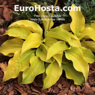 Hosta Buffalo Black Soup