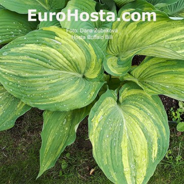 Hosta Plum Pudding