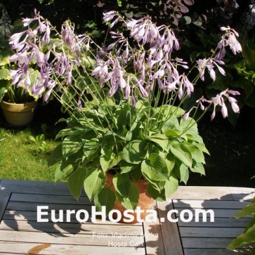 Hosta Carl