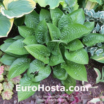 Hosta Plum Pudding