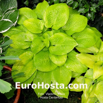 Hosta Centerfold - Eurohosta