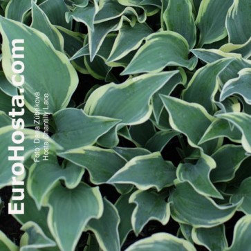 Hosta Minima