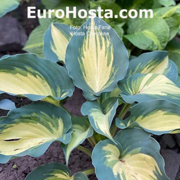 Hosta Plum Pudding