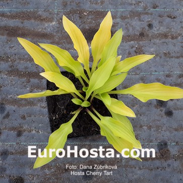 Hosta Plum Pudding