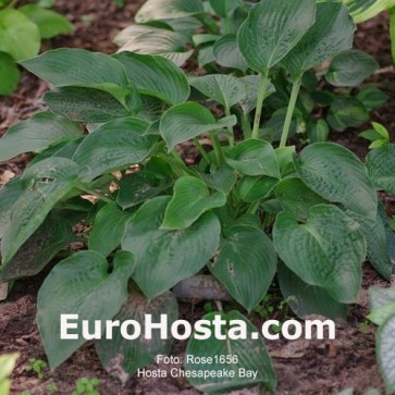 Hosta Chesapeake Bay