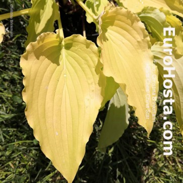 Hosta Chris' Yellow Ruffles  | Eurohosta