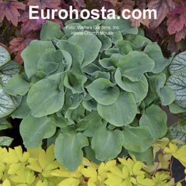 Hosta Church Mouse - Eurohosta