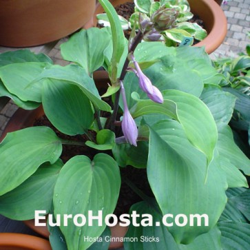 Hosta Plum Pudding